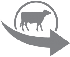 Feed Additive Research Across all Species