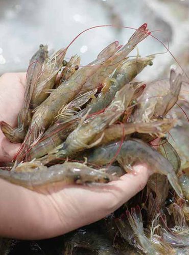 Shrimp Feed Additive