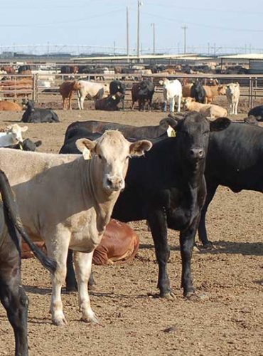 Beef feedlot photo