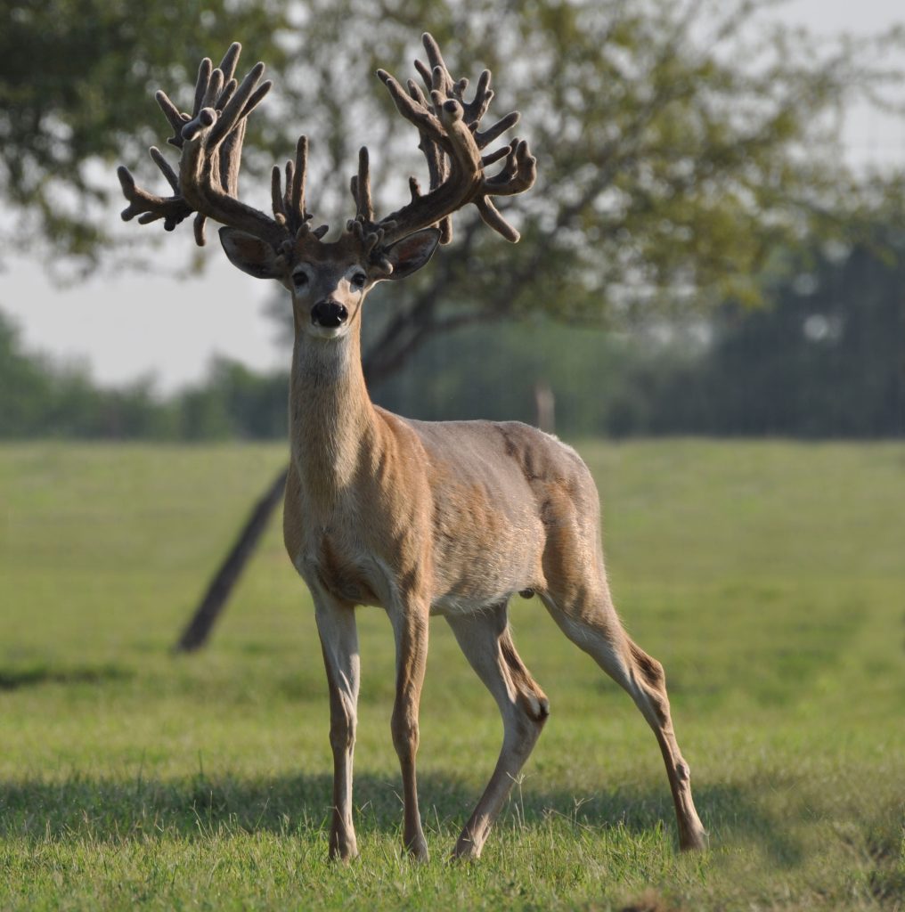 Small Ruminant Health and Nutrition - Deef