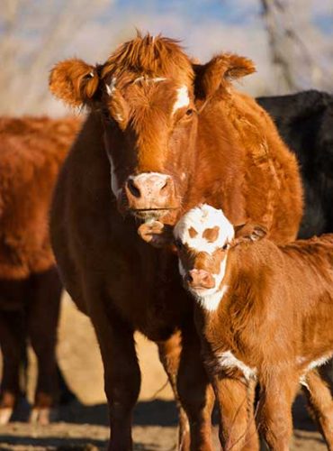 Beef cattle nutrition and health -Healthy Cow / Calf Picture