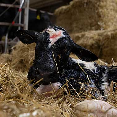 Dairy Cattle Nutrition and Health - Dairy Calf Nutrition