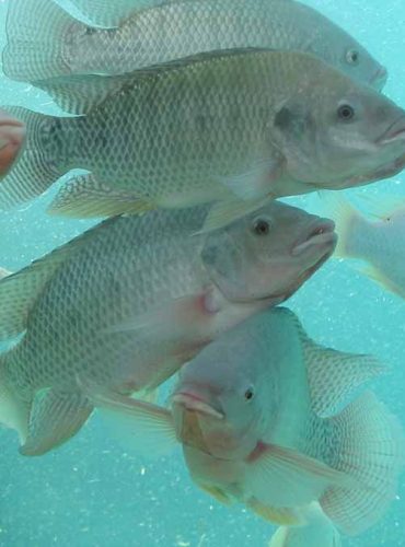 Fish Nutrition and Health