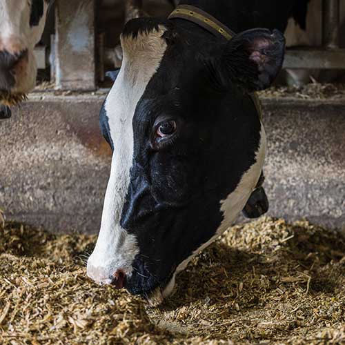 Dairy Cattle Nutrition and Health - Heifer Cow Health
