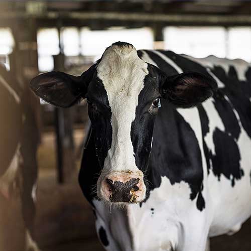 Dairy Cattle Nutrition and Health - Lactating Dairy Cow Health