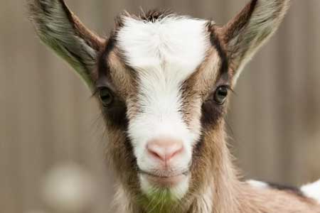 Small Ruminant Health and Nutrition - Sheep and Goats