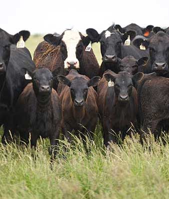 Beef cattle nutrition and health, Cow Picture