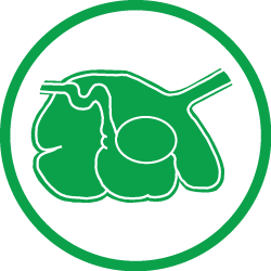 Calf Feed Additive - Gastro Development