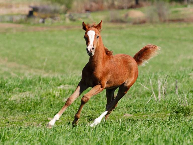 Equine Nutrition and Health - Diamond V