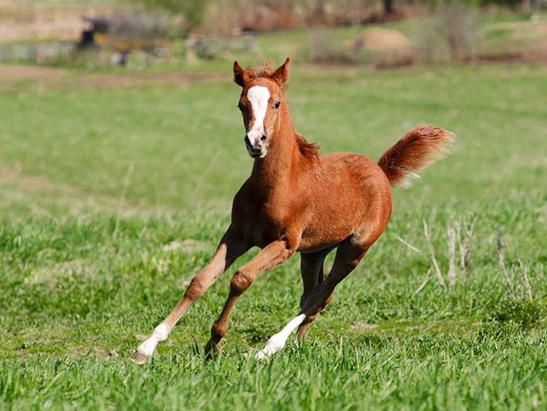 Equine Nutrition and Health - Foal