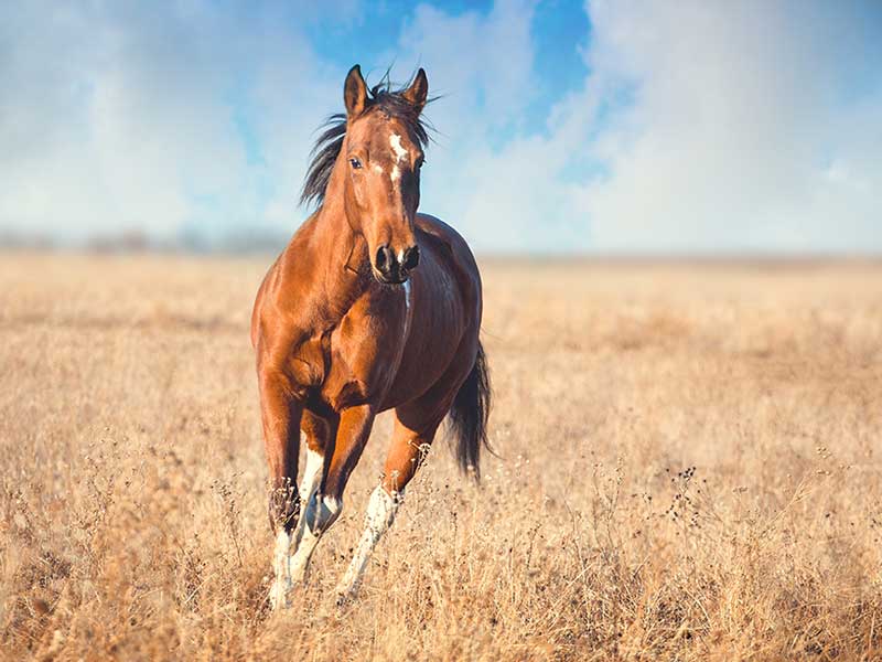 Equine Nutrition and Health - Mature Horse