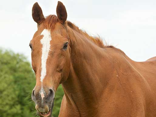 Equine Nutrition and Health - Senior