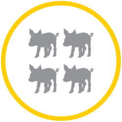 PIGLET DECREASED LITTER VARIABILITY ICON