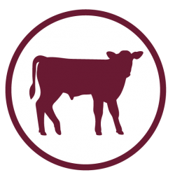 Calf POST-WEANING HEALTH Icon