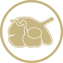 beef cattle feed additive - gut health icon
