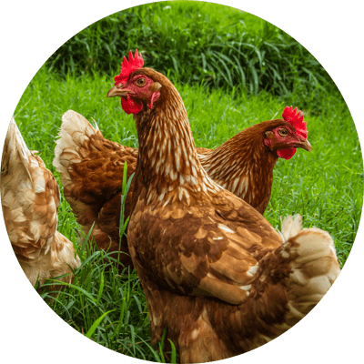 Poultry Nutrition and Health - Backyard Chickens