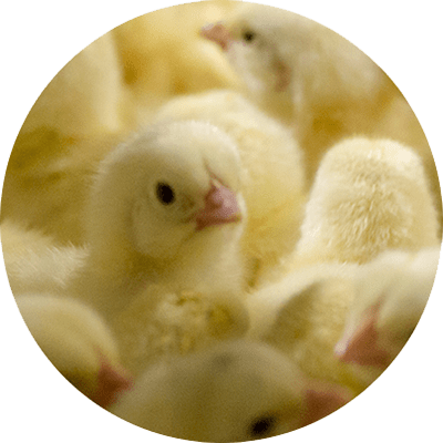 Poultry Nutrition and Health - Layer Picture