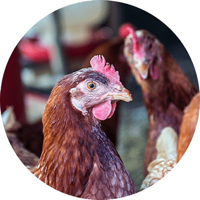 Poultry Nutrition and Health - Layer Picture