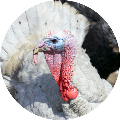 Poultry Nutrition and Health - Turkey Picture
