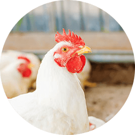 Poultry Nutrition and Health - Broiler Picture