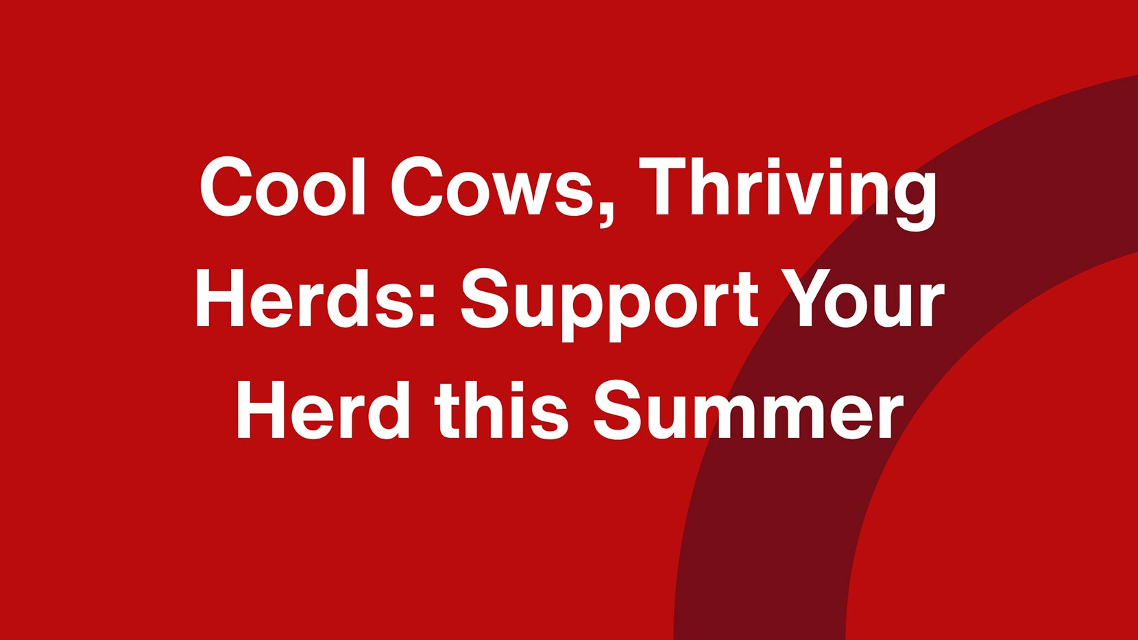 Cool Cows, Thriving Herds: Support your herd this summer