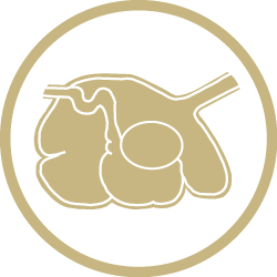 Rumen Icon - Beef Cattle Feed Additive