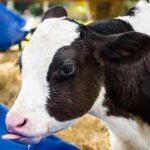 Dairy calf eating