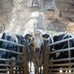 Dairy cows under fans and soakers