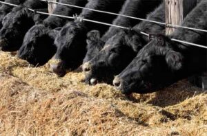 Beef cattle eating ration