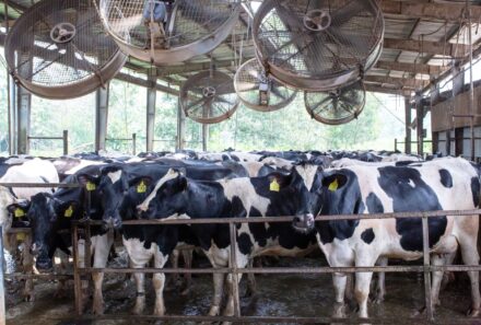 Three Tips to Reduce Heat Stress in Dairy Cows