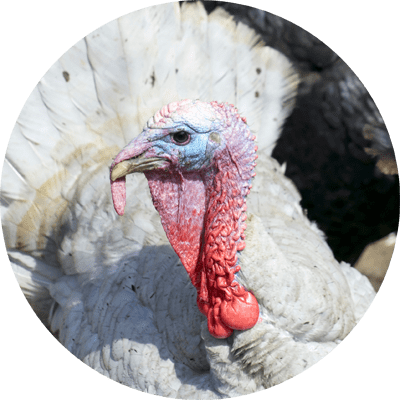 Poultry_Turkey