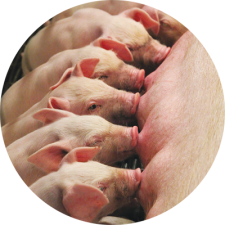 Pig Feed Additives