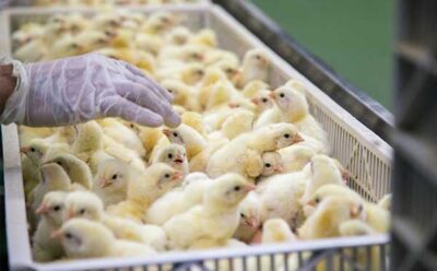 The Avian Immune System: Dilemmas and Opportunities in Modern Poultry Farming