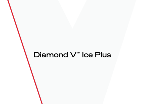 Cattle-Heat-Stress-Diamond-V-IcePlus.png