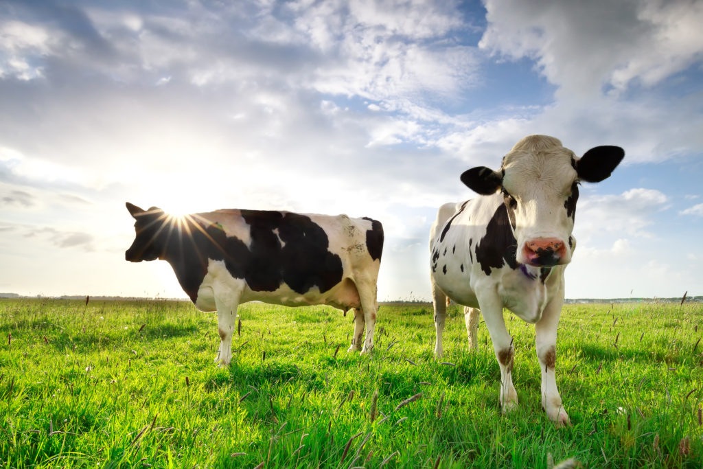 Heat Stress: Five Cool Tips to Reduce Heat Stress in Dairy Cows