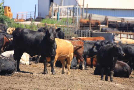 Rumen Health in Beef Cattle: Acidosis, What to Watch For, and More