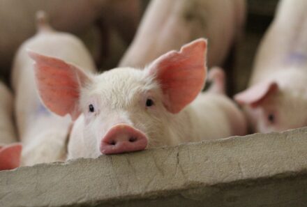 It Takes Guts: Peak Performance in Pigs Starts with Gut Health
