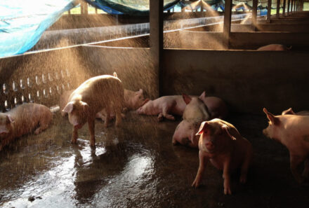 How to Handle Heat Stress in Swine