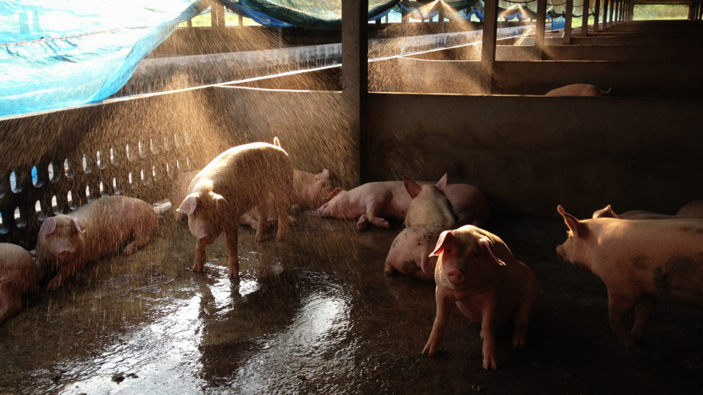 How to Handle Heat Stress in Swine