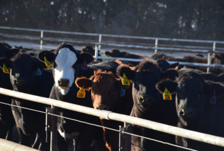 Starting Cattle On The Right Path