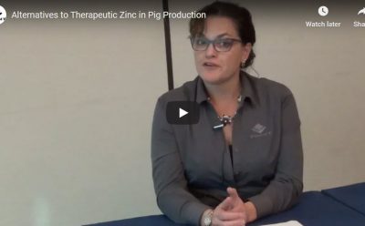 Alternatives to Therapeutic Zinc in Pig Production