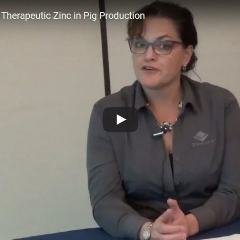 Alternatives to Therapeutic Zinc in Pig Production